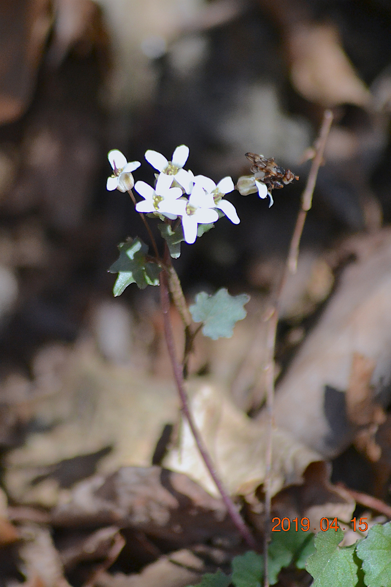 f:id:masatdm1951:20190415195646j:plain f:id:masatdm1951:20190415195646j:plain