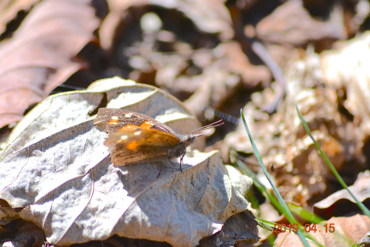 f:id:masatdm1951:20190415195739j:plain f:id:masatdm1951:20190415195739j:plain