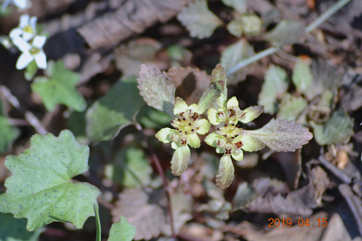 f:id:masatdm1951:20190415195801j:plain f:id:masatdm1951:20190415195801j:plain