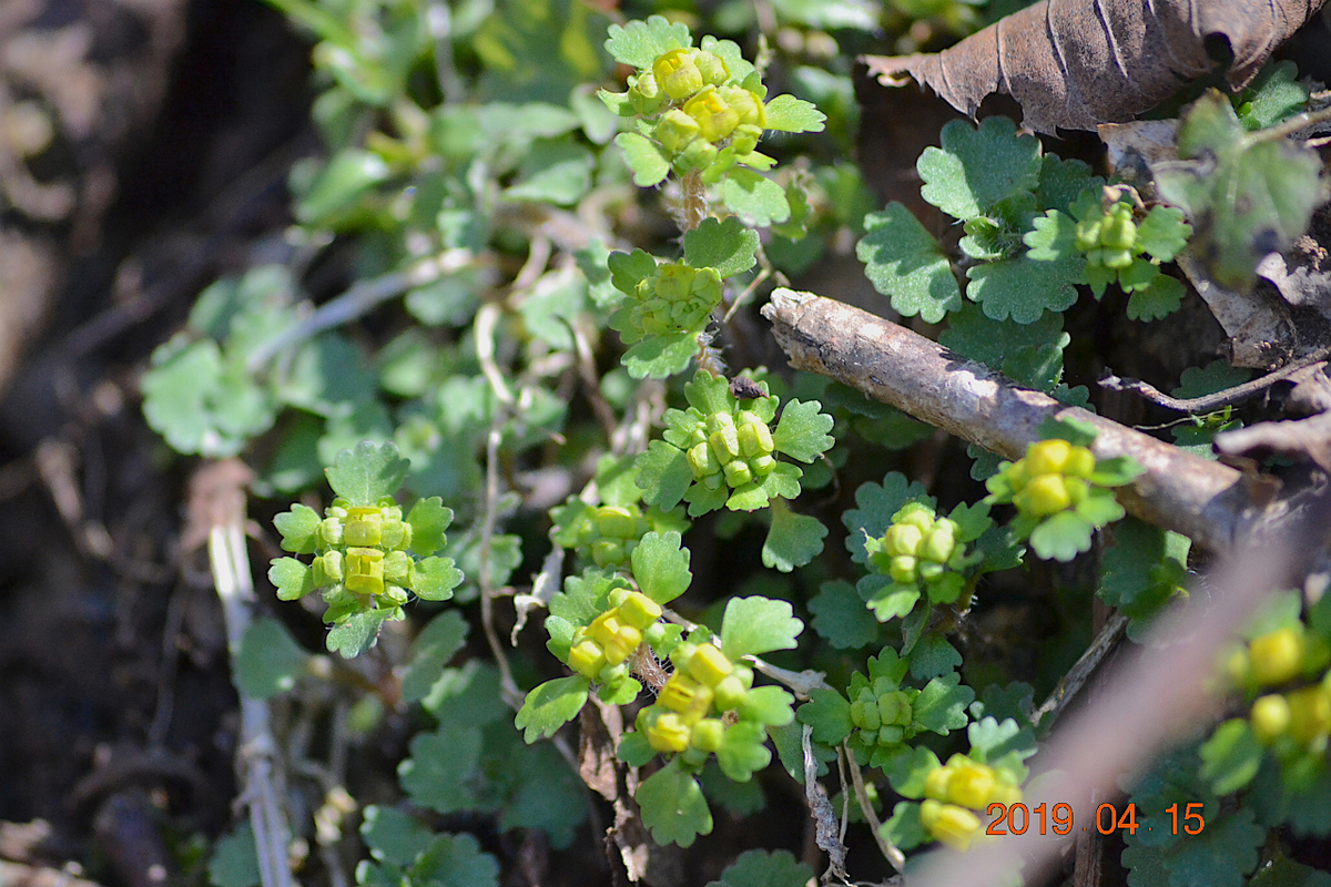 f:id:masatdm1951:20190415195841j:plain f:id:masatdm1951:20190415195841j:plain