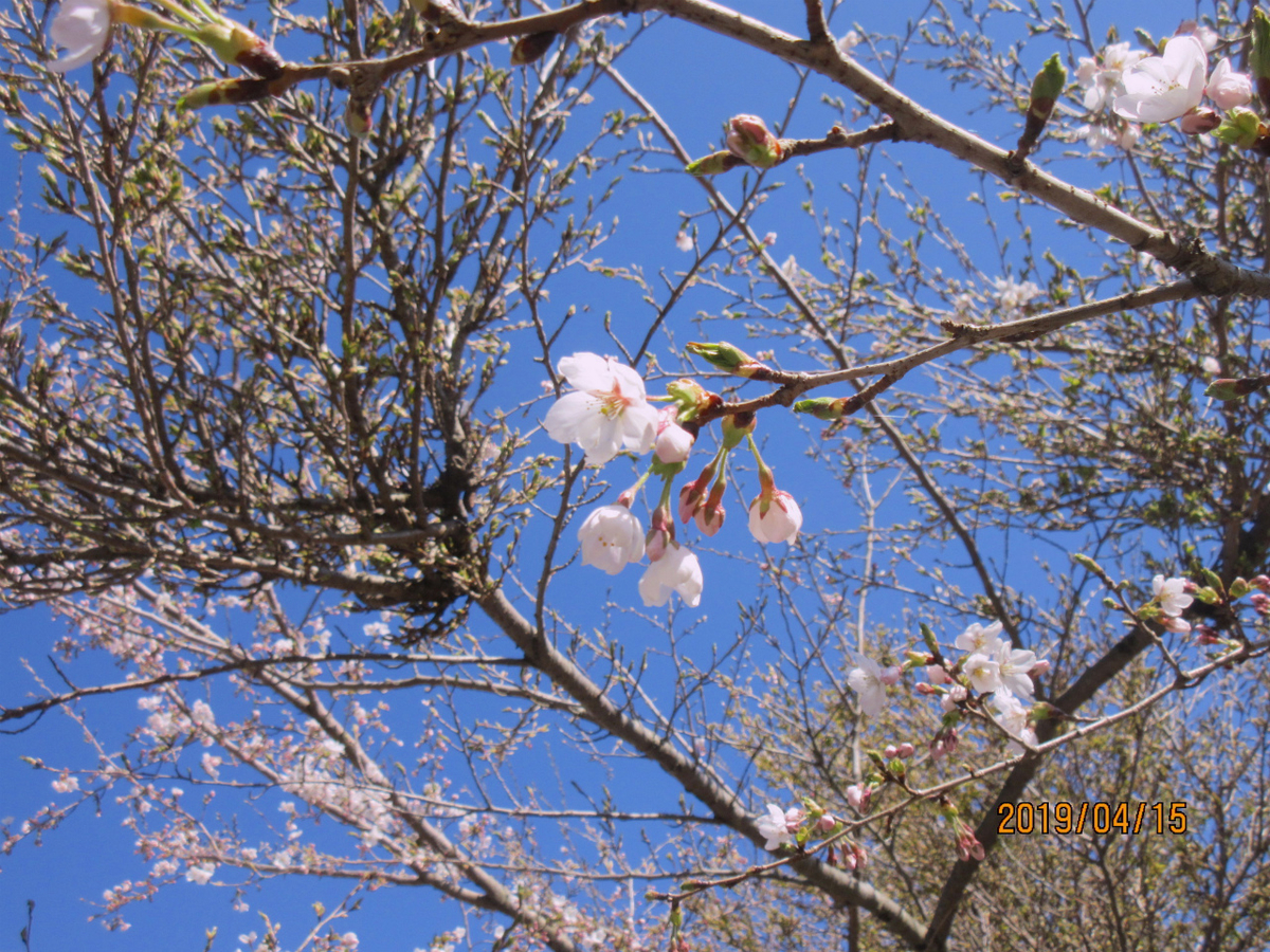 f:id:masatdm1951:20190415214255j:plain f:id:masatdm1951:20190415214255j:plain