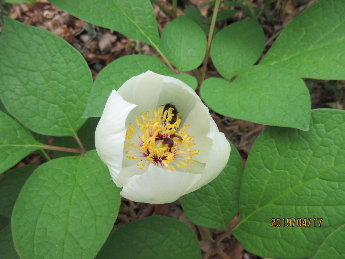 f:id:masatdm1951:20190417111230j:plain f:id:masatdm1951:20190417111230j:plain