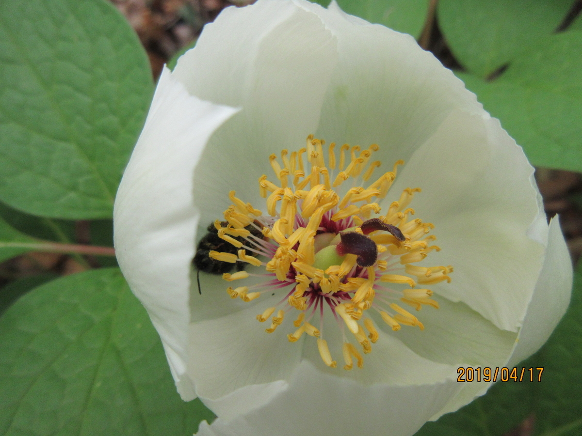 f:id:masatdm1951:20190417111239j:plain f:id:masatdm1951:20190417111239j:plain