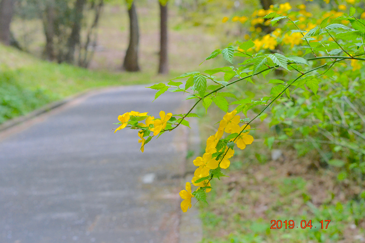 f:id:masatdm1951:20190417220632j:plain f:id:masatdm1951:20190417220632j:plain