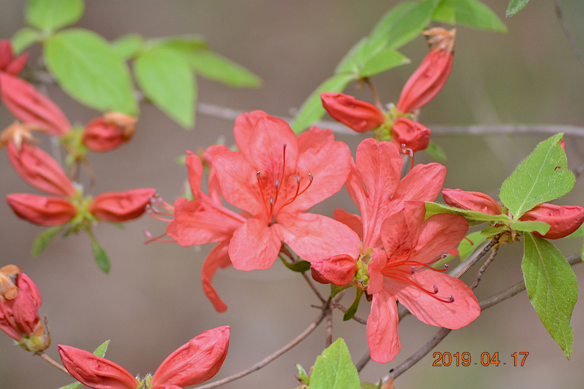 f:id:masatdm1951:20190417220650j:plain f:id:masatdm1951:20190417220650j:plain