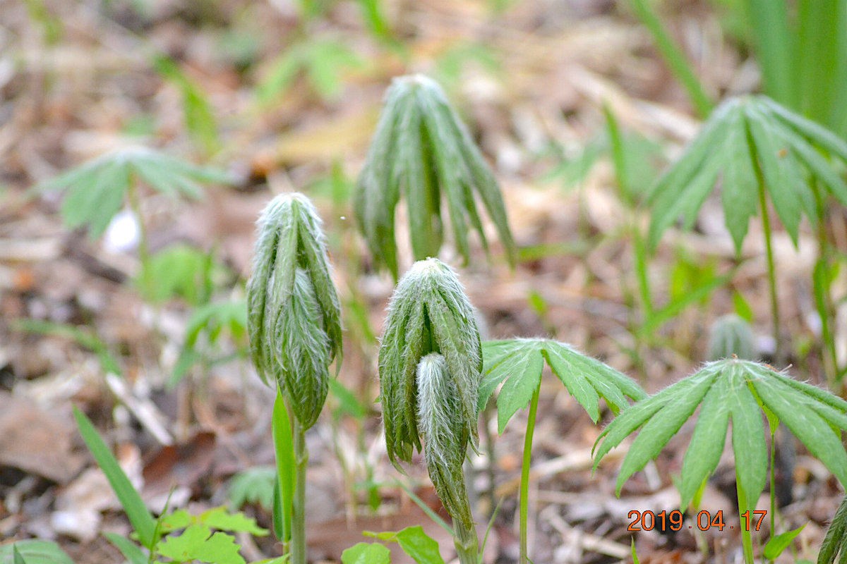 f:id:masatdm1951:20190417221205j:plain f:id:masatdm1951:20190417221205j:plain