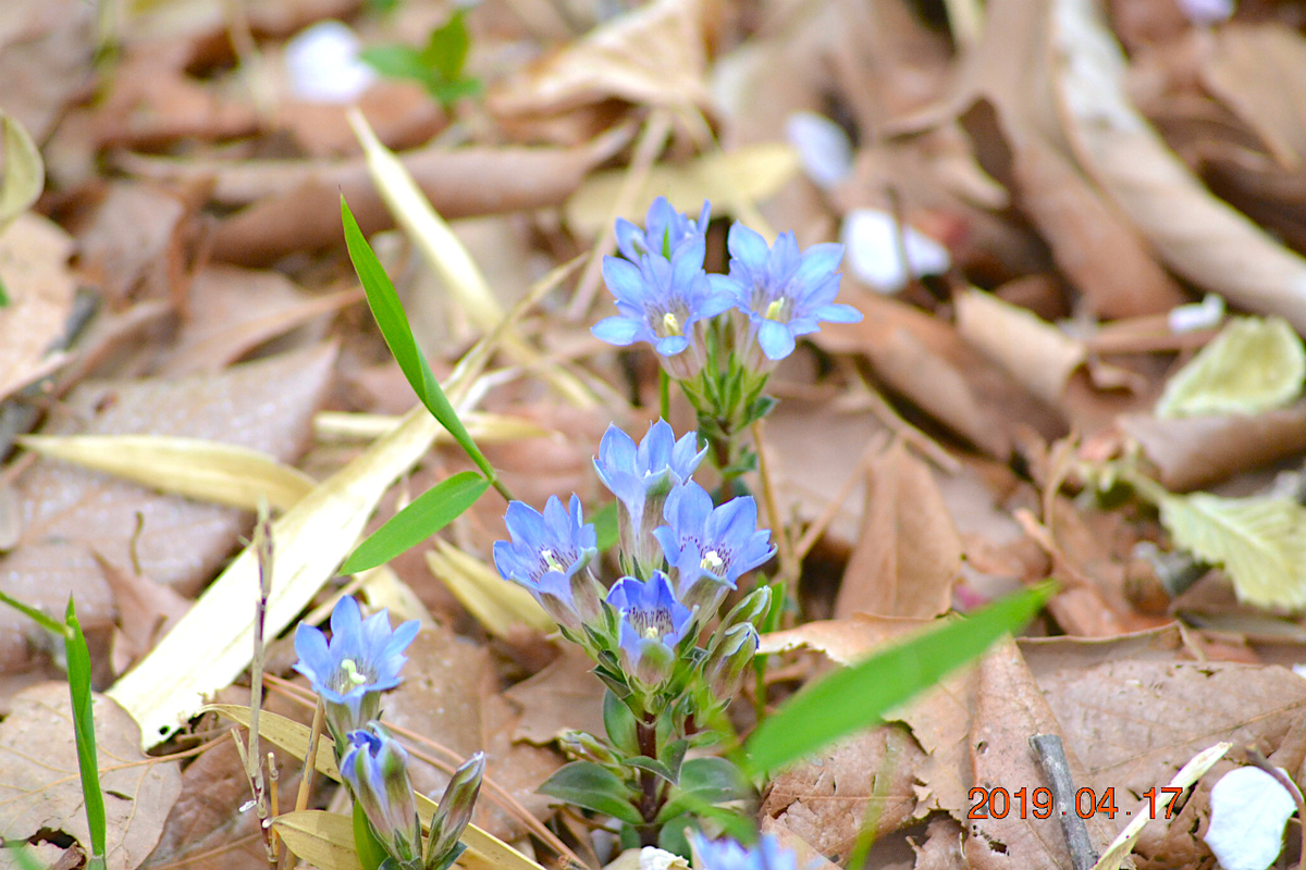 f:id:masatdm1951:20190417221214j:plain f:id:masatdm1951:20190417221214j:plain