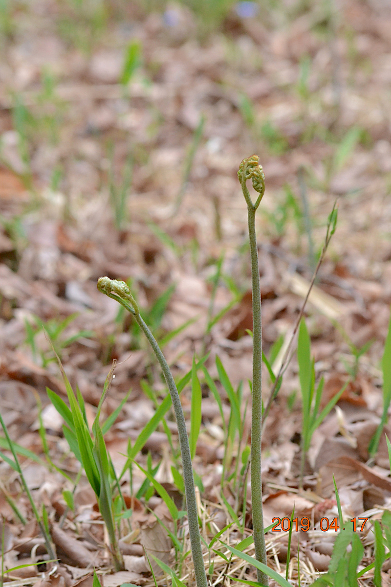 f:id:masatdm1951:20190417221246j:plain f:id:masatdm1951:20190417221246j:plain