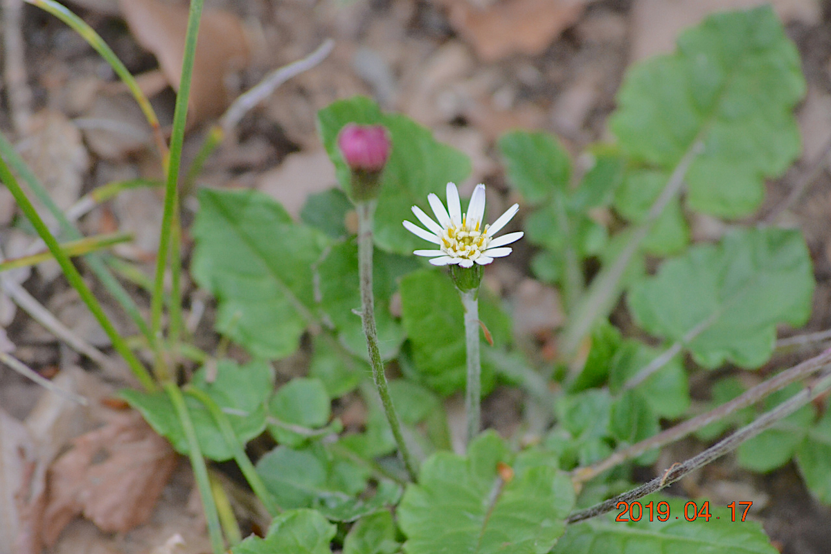 f:id:masatdm1951:20190417221258j:plain f:id:masatdm1951:20190417221258j:plain