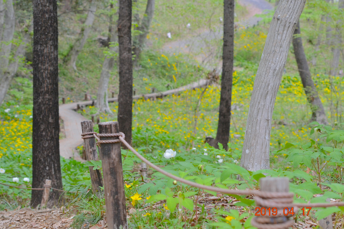 f:id:masatdm1951:20190417221311j:plain f:id:masatdm1951:20190417221311j:plain