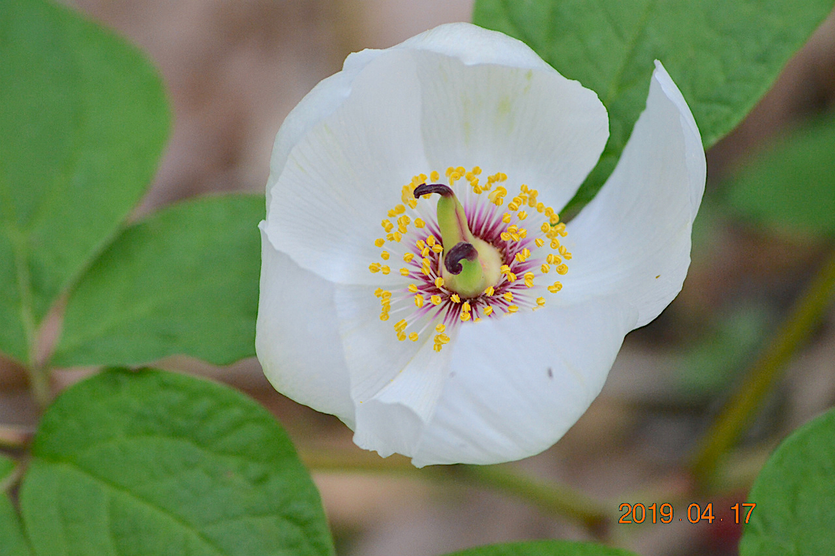 f:id:masatdm1951:20190417221320j:plain f:id:masatdm1951:20190417221320j:plain