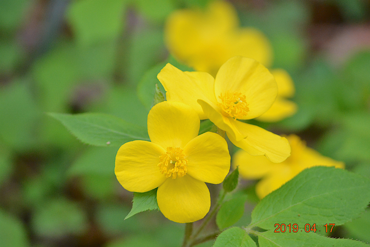 f:id:masatdm1951:20190417221425j:plain f:id:masatdm1951:20190417221425j:plain