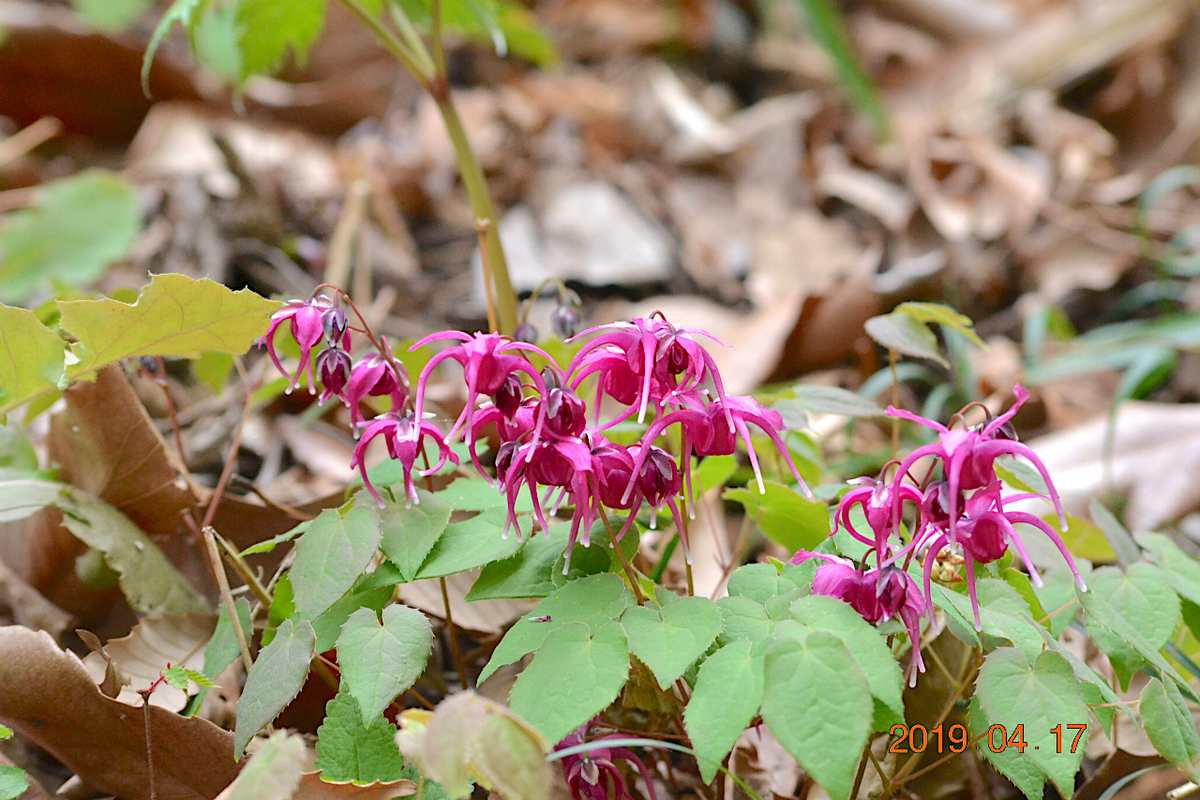 f:id:masatdm1951:20190417221457j:plain f:id:masatdm1951:20190417221457j:plain