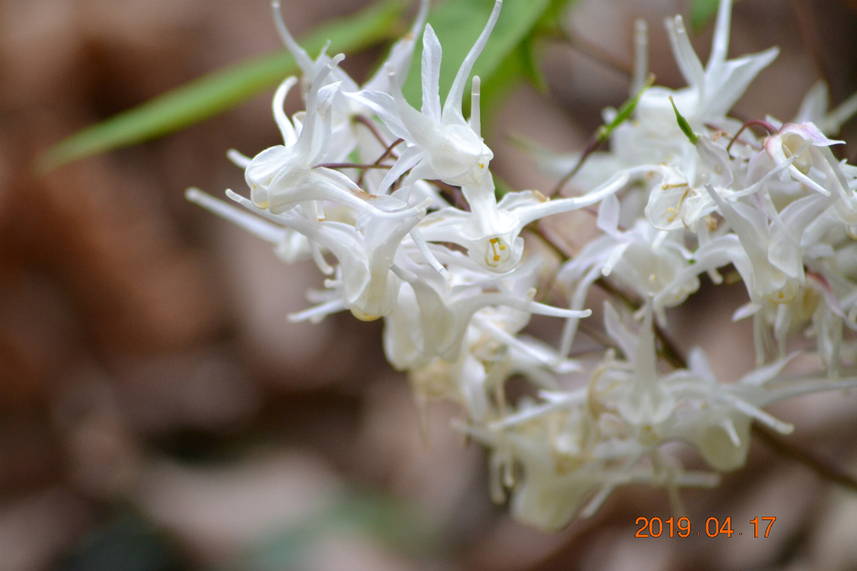 f:id:masatdm1951:20190417221503j:plain f:id:masatdm1951:20190417221503j:plain