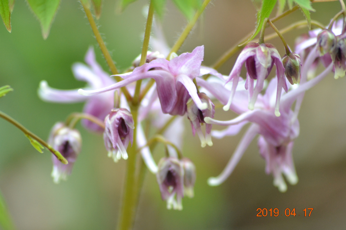 f:id:masatdm1951:20190417221511j:plain f:id:masatdm1951:20190417221511j:plain