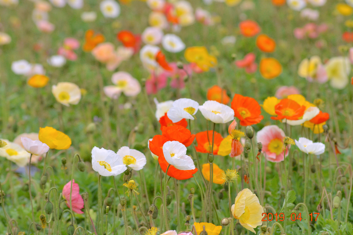 f:id:masatdm1951:20190417221548j:plain f:id:masatdm1951:20190417221548j:plain