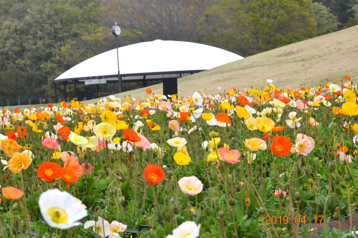 f:id:masatdm1951:20190417221557j:plain f:id:masatdm1951:20190417221557j:plain