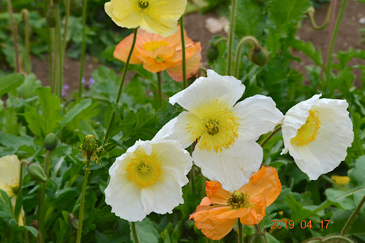 f:id:masatdm1951:20190417221603j:plain f:id:masatdm1951:20190417221603j:plain