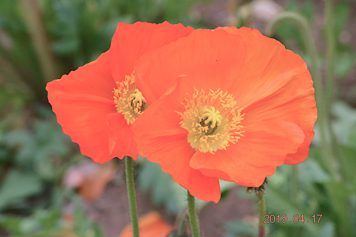 f:id:masatdm1951:20190417221607j:plain f:id:masatdm1951:20190417221607j:plain