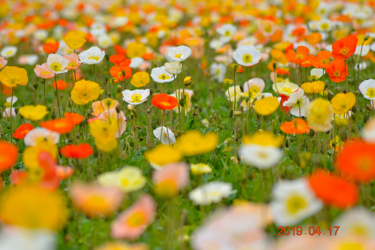 f:id:masatdm1951:20190417221612j:plain f:id:masatdm1951:20190417221612j:plain