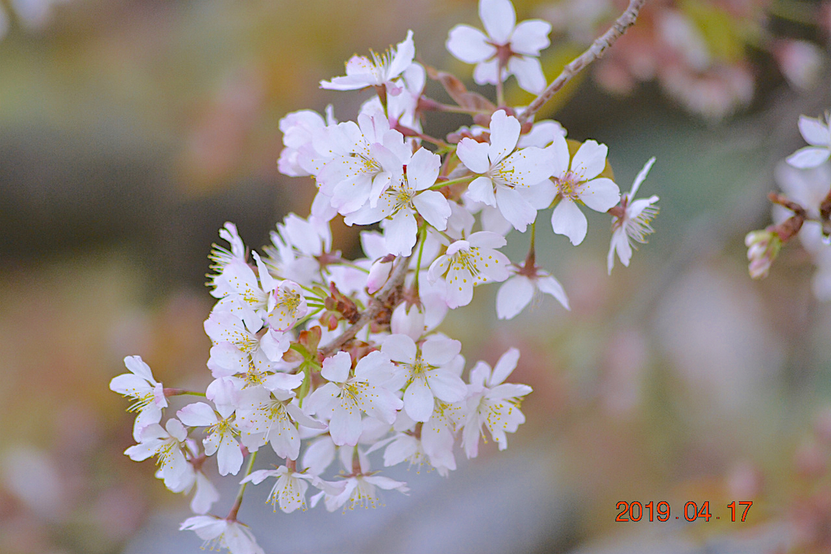 f:id:masatdm1951:20190417221621j:plain f:id:masatdm1951:20190417221621j:plain