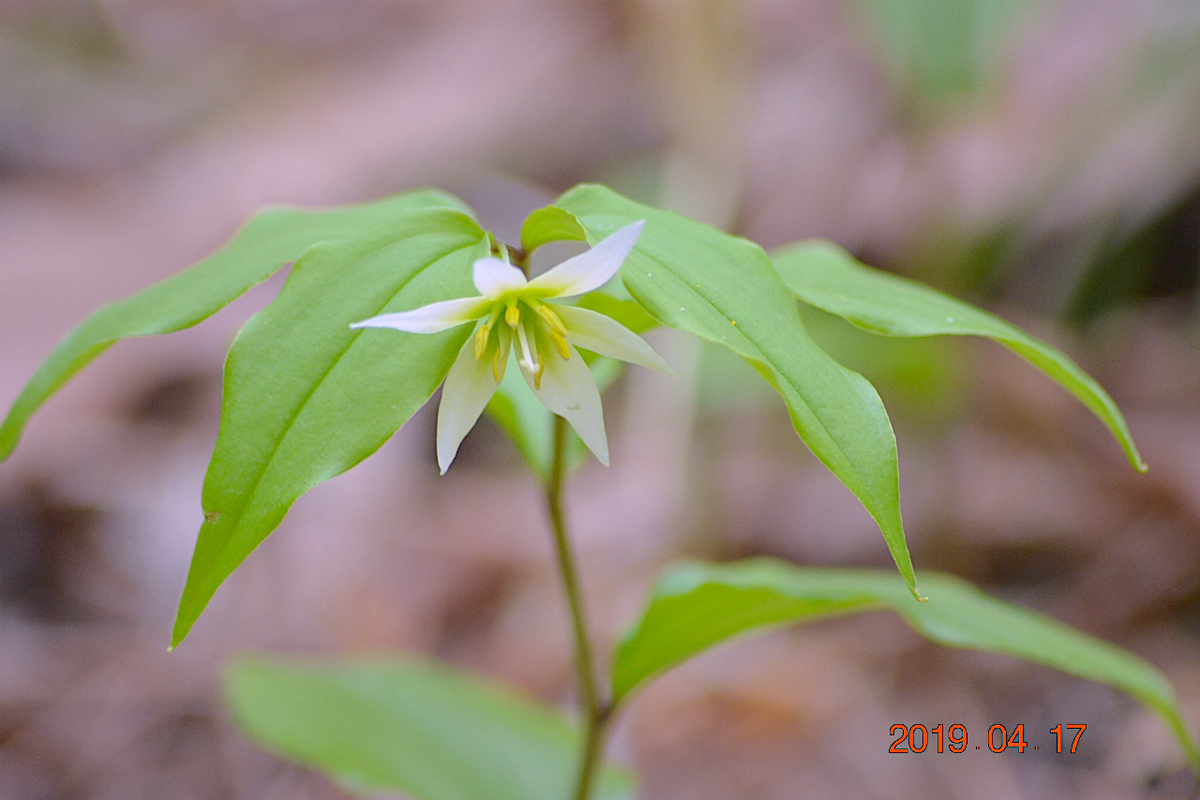 f:id:masatdm1951:20190417221625j:plain f:id:masatdm1951:20190417221625j:plain