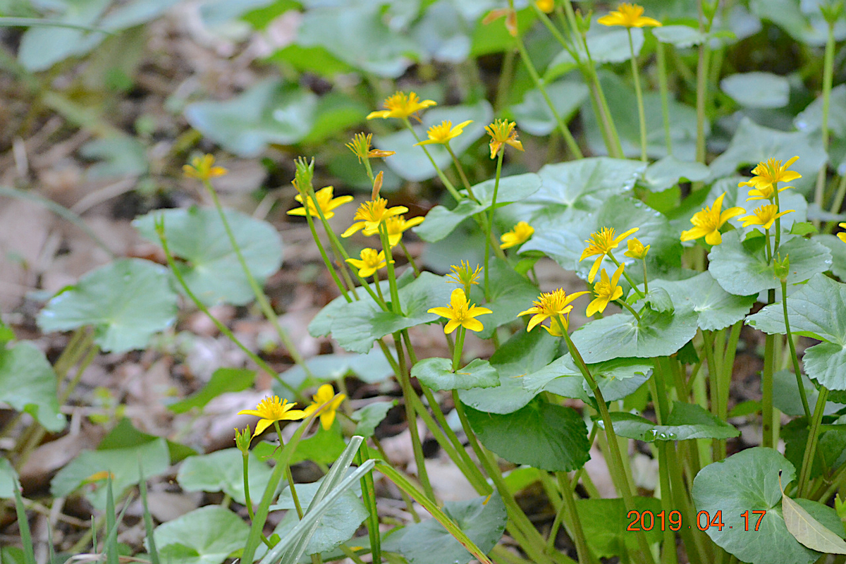 f:id:masatdm1951:20190417221639j:plain f:id:masatdm1951:20190417221639j:plain