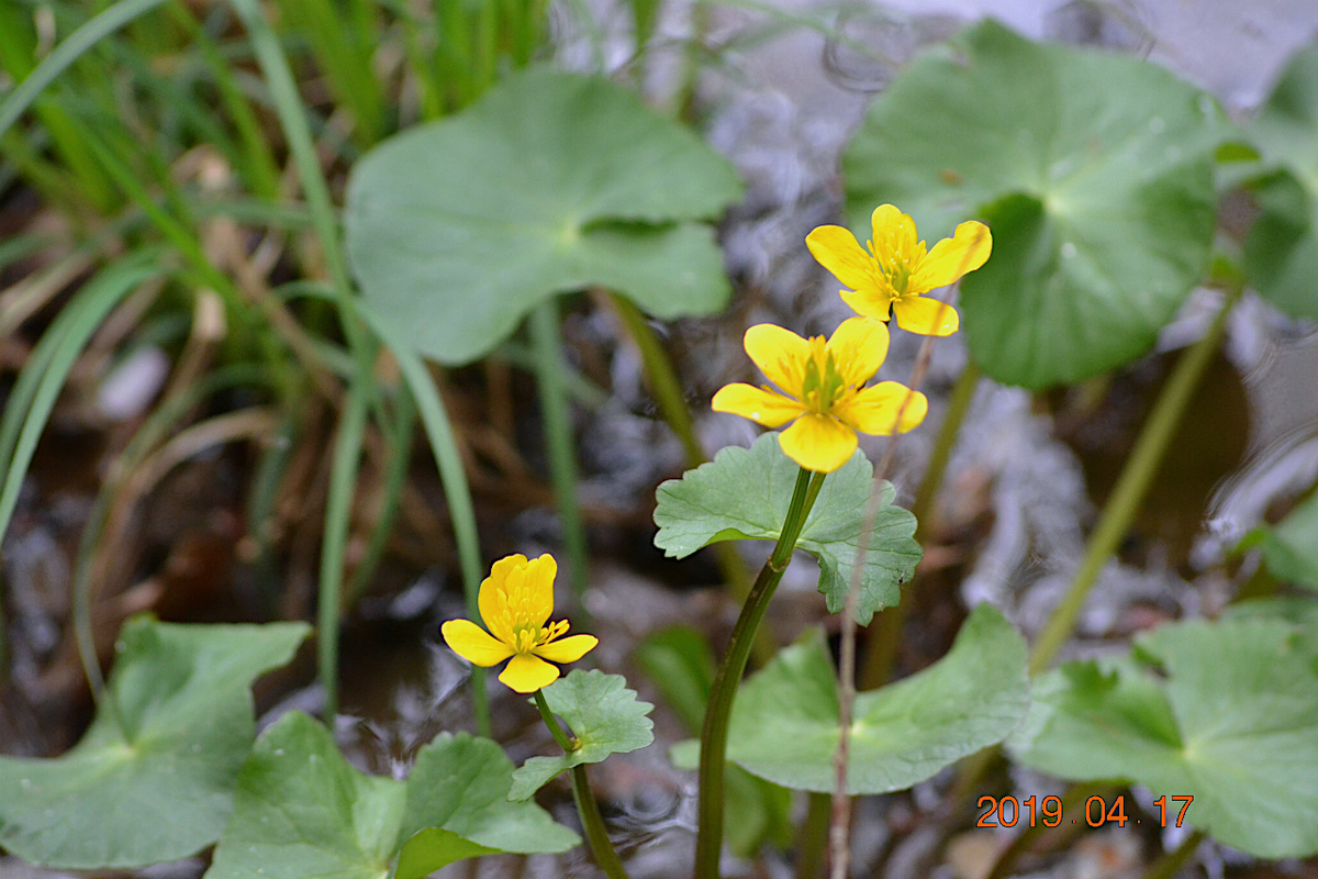 f:id:masatdm1951:20190417221655j:plain f:id:masatdm1951:20190417221655j:plain