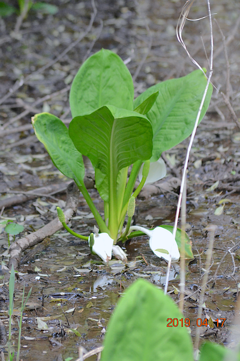 f:id:masatdm1951:20190417221702j:plain f:id:masatdm1951:20190417221702j:plain