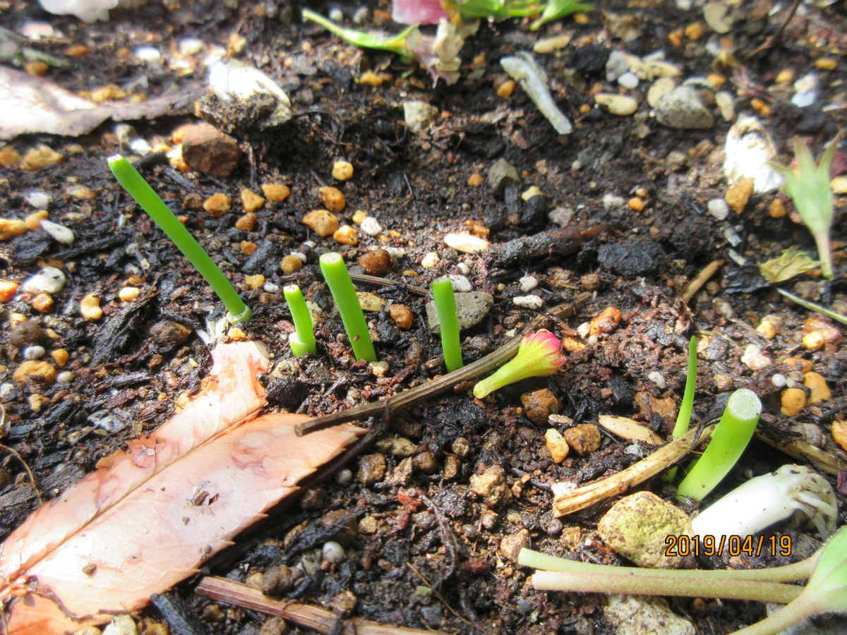 f:id:masatdm1951:20190419113836j:plain