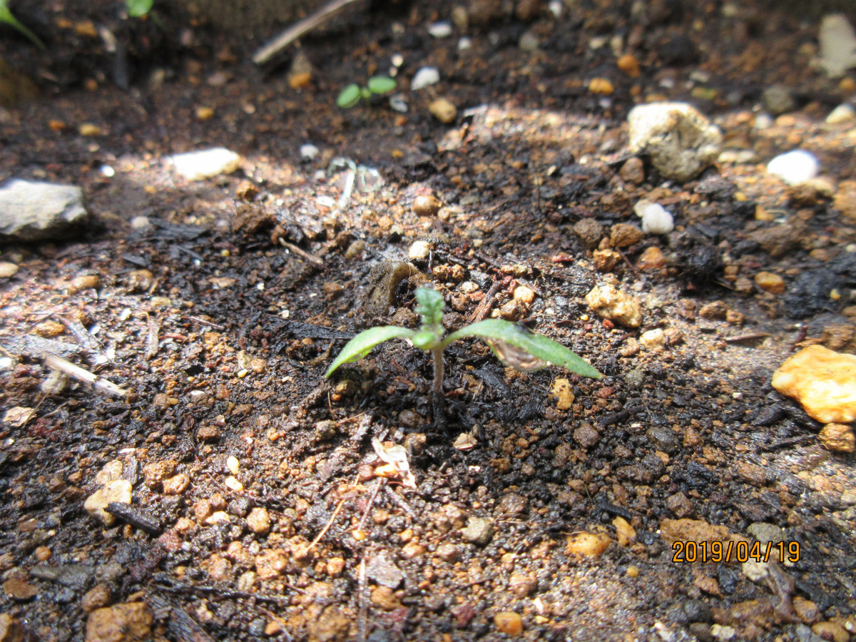 f:id:masatdm1951:20190419113851j:plain