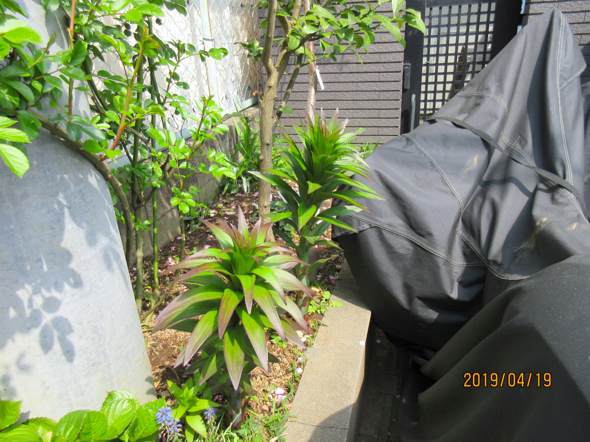 f:id:masatdm1951:20190419113906j:plain