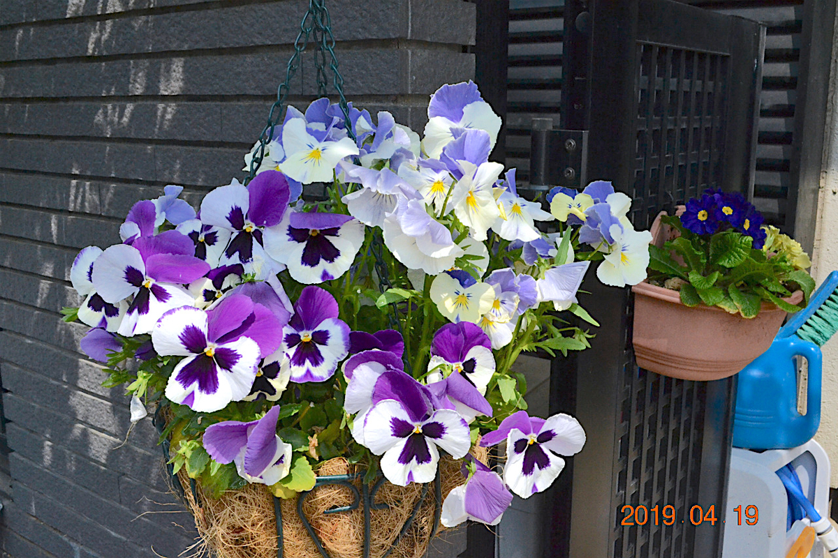 f:id:masatdm1951:20190419113926j:plain