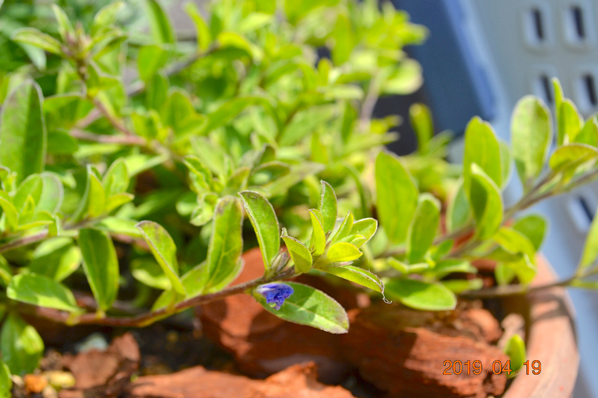 f:id:masatdm1951:20190419113934j:plain