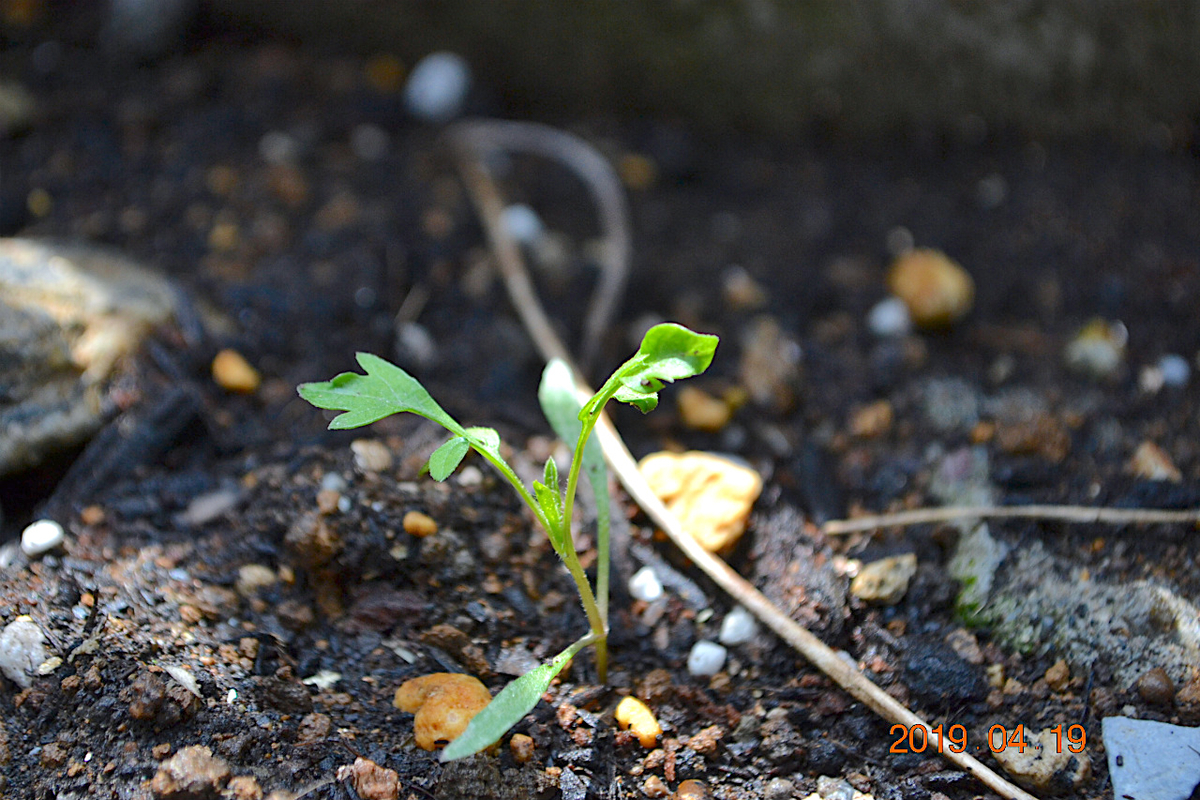 f:id:masatdm1951:20190419114011j:plain