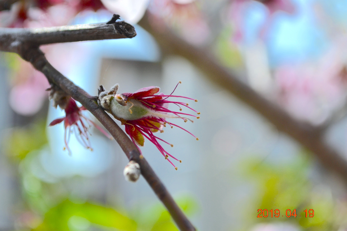 f:id:masatdm1951:20190419114033j:plain