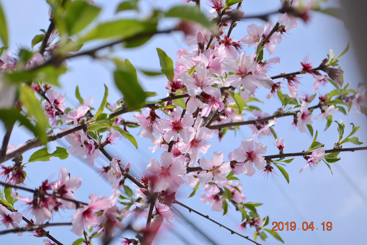 f:id:masatdm1951:20190419114036j:plain