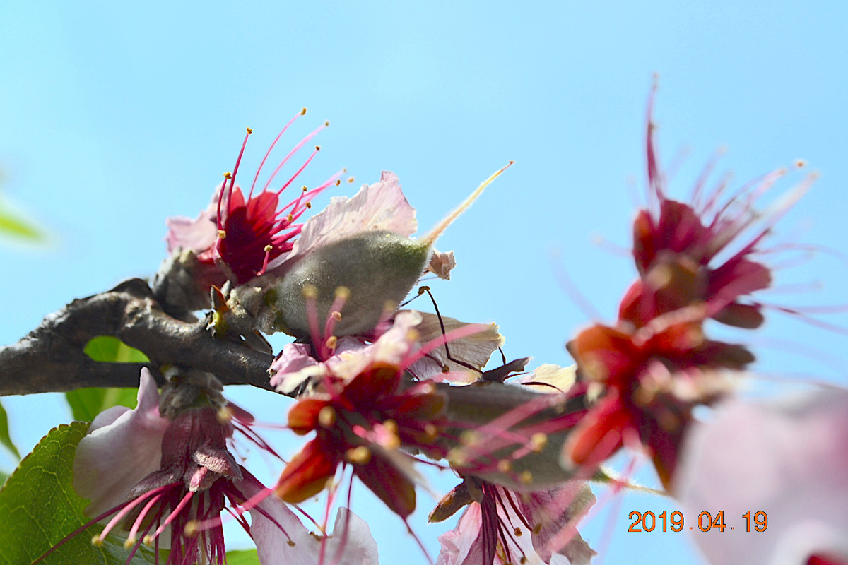 f:id:masatdm1951:20190419114040j:plain