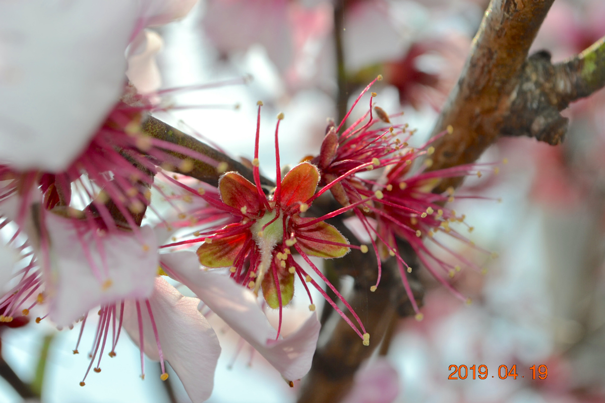 f:id:masatdm1951:20190419114051j:plain