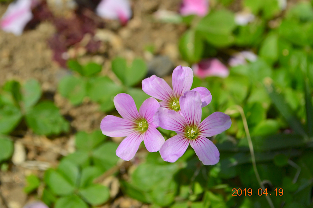 f:id:masatdm1951:20190419114054j:plain