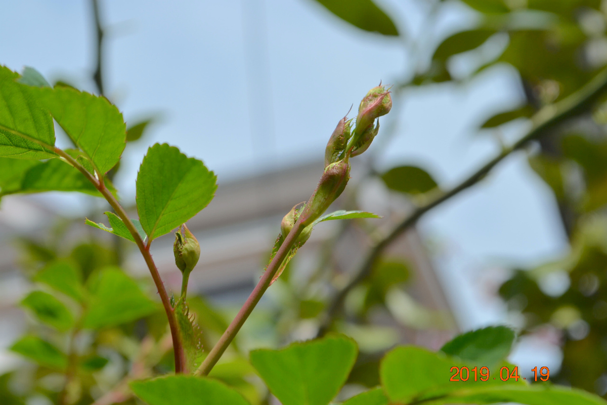 f:id:masatdm1951:20190419114106j:plain