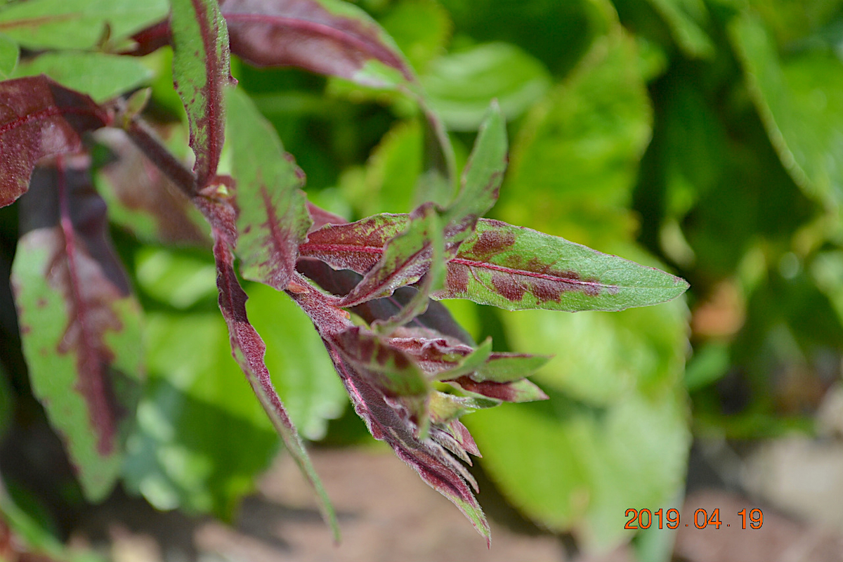 f:id:masatdm1951:20190419114115j:plain