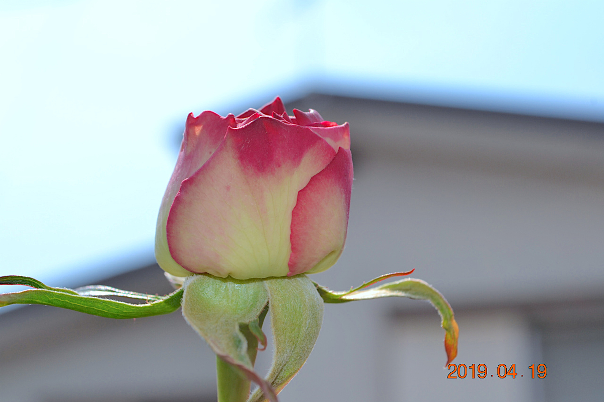 f:id:masatdm1951:20190419114119j:plain