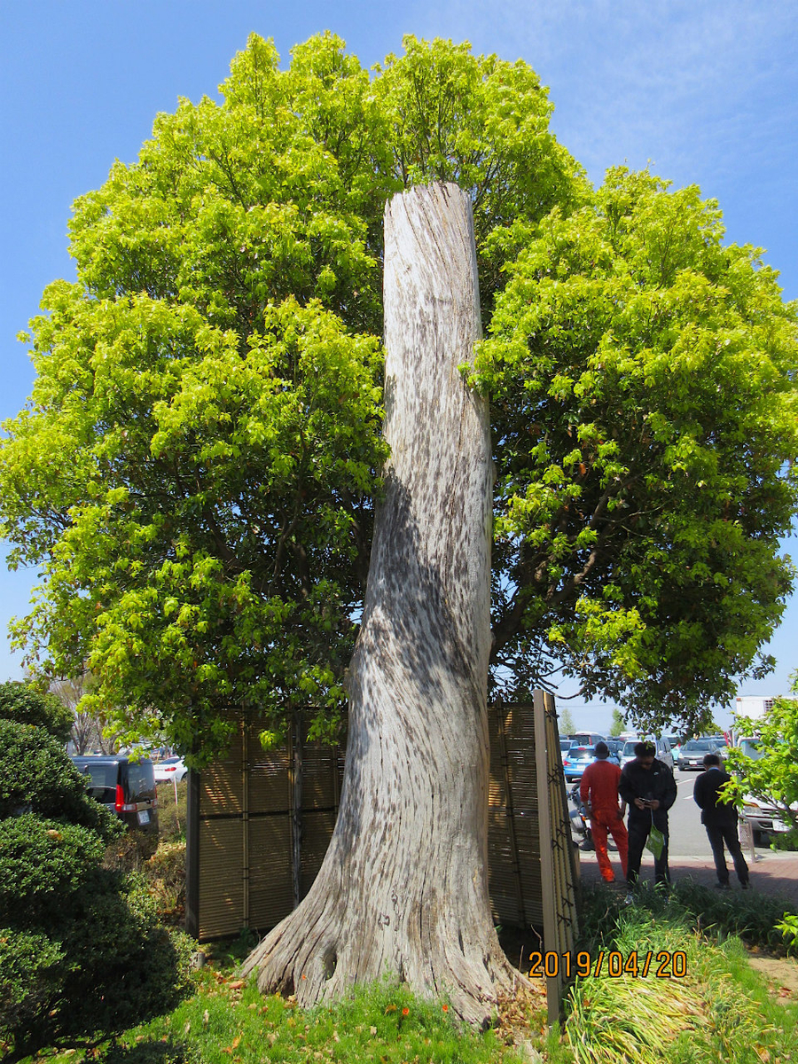 f:id:masatdm1951:20190420202535j:plain f:id:masatdm1951:20190420202535j:plain