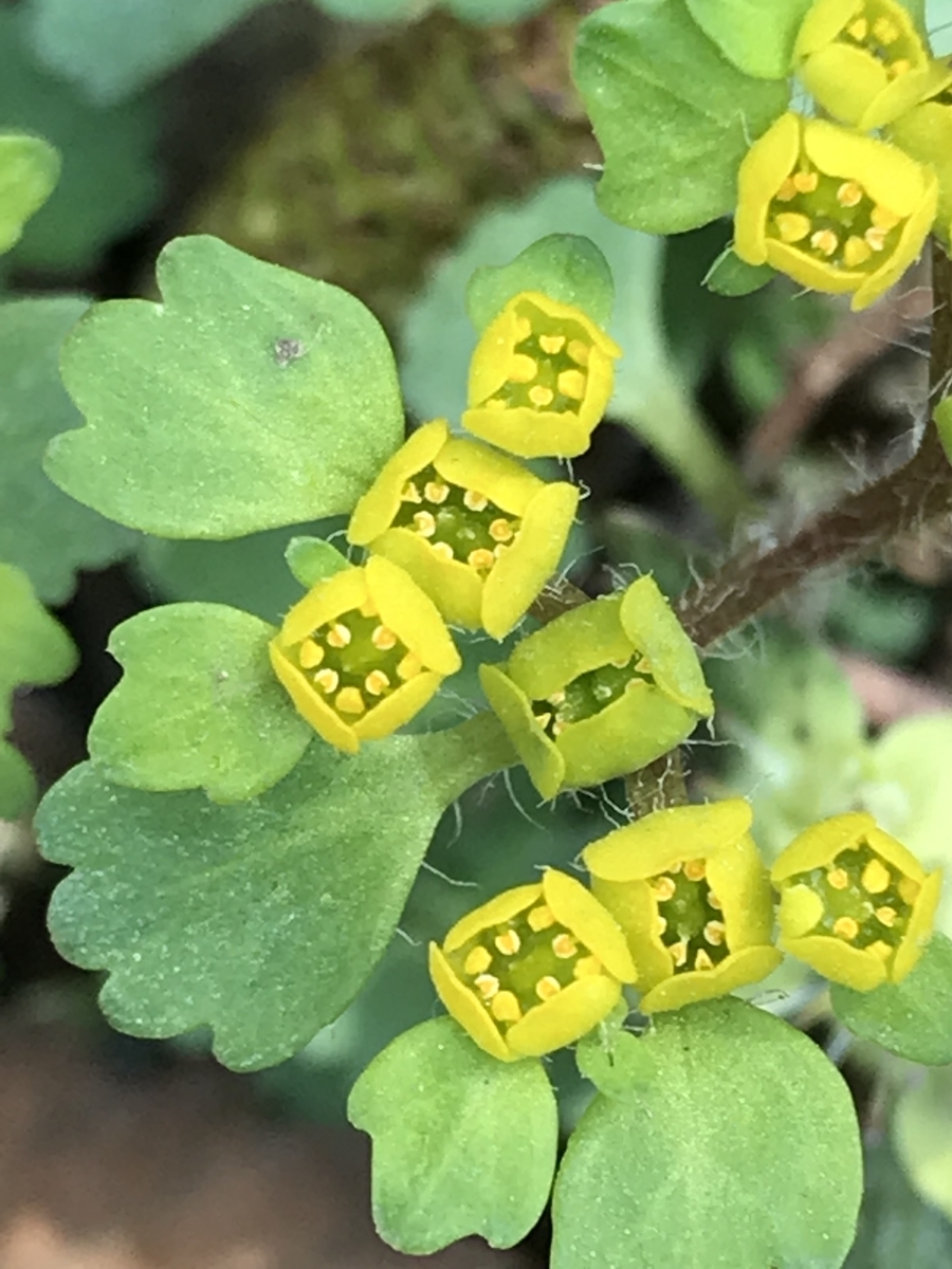 f:id:masatdm1951:20190423130229j:plain f:id:masatdm1951:20190423130229j:plain
