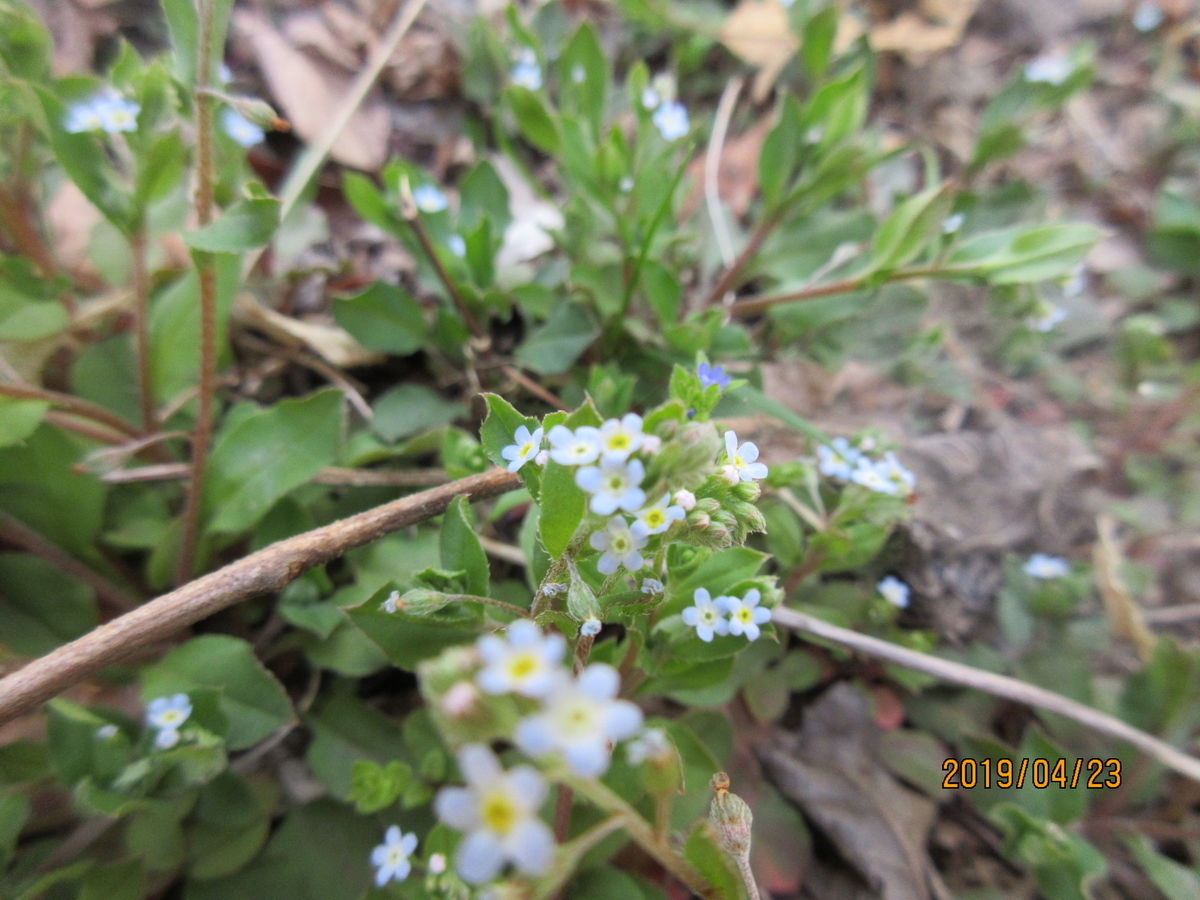 f:id:masatdm1951:20190423133026j:plain f:id:masatdm1951:20190423133026j:plain