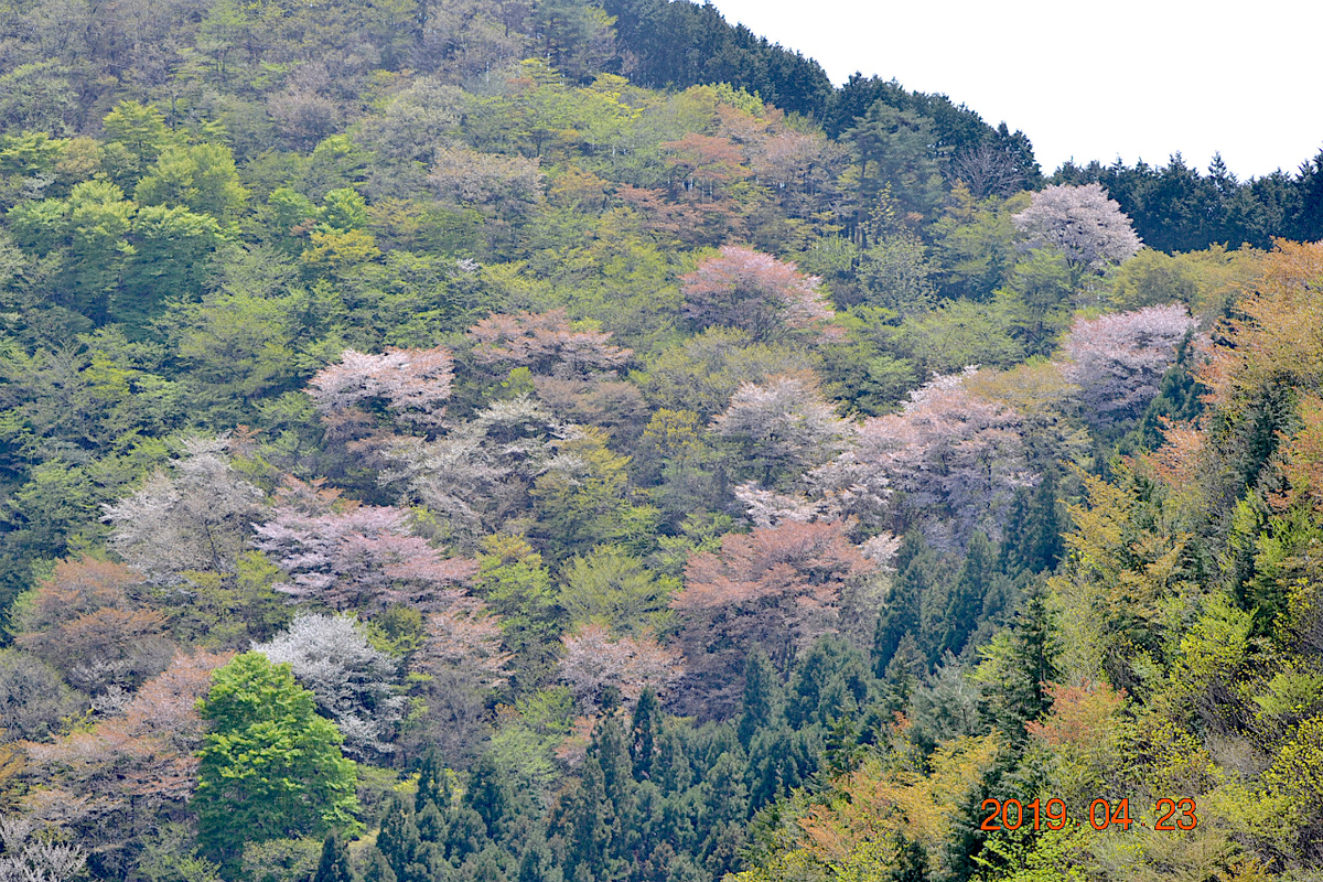 f:id:masatdm1951:20190423212438j:plain f:id:masatdm1951:20190423212438j:plain