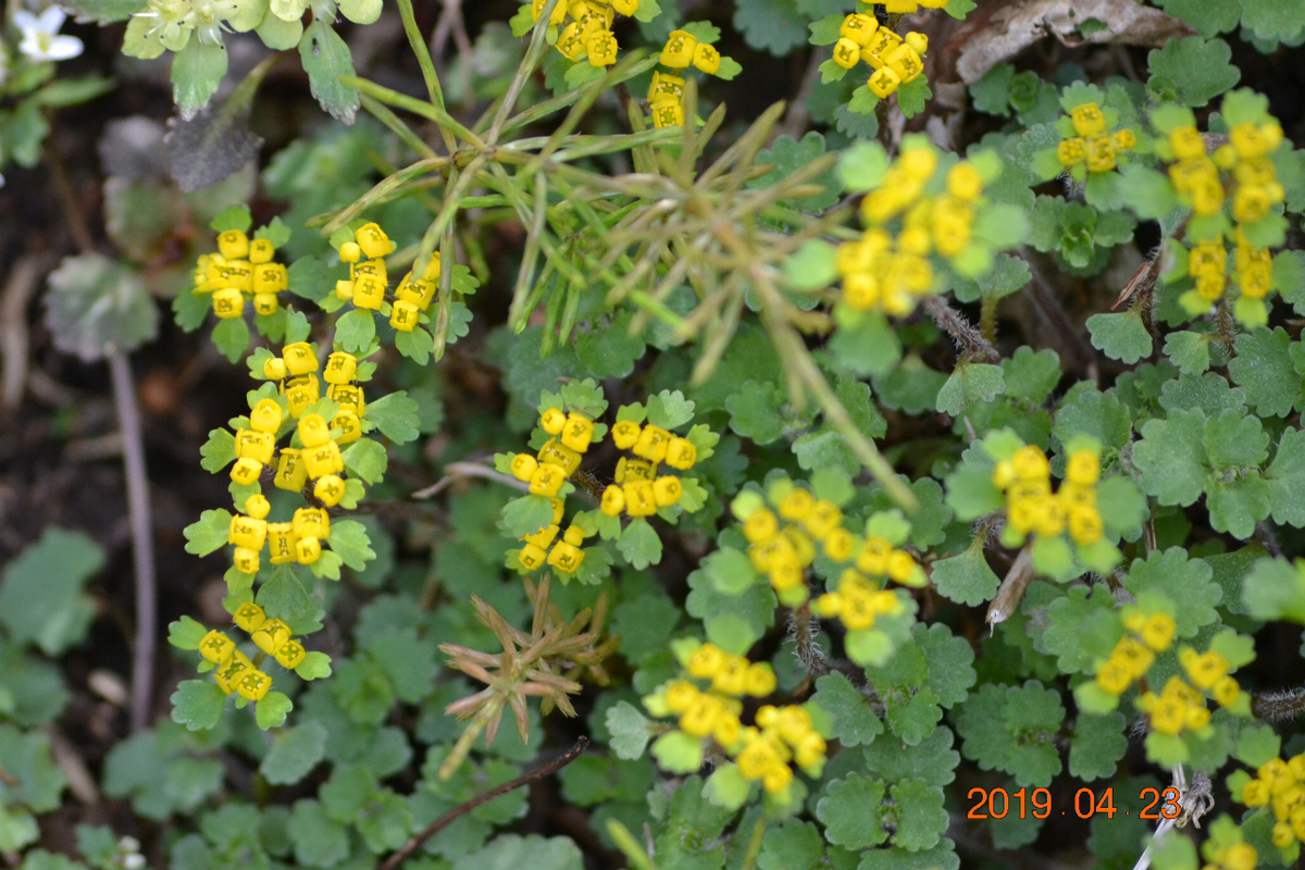 f:id:masatdm1951:20190423212751j:plain f:id:masatdm1951:20190423212751j:plain