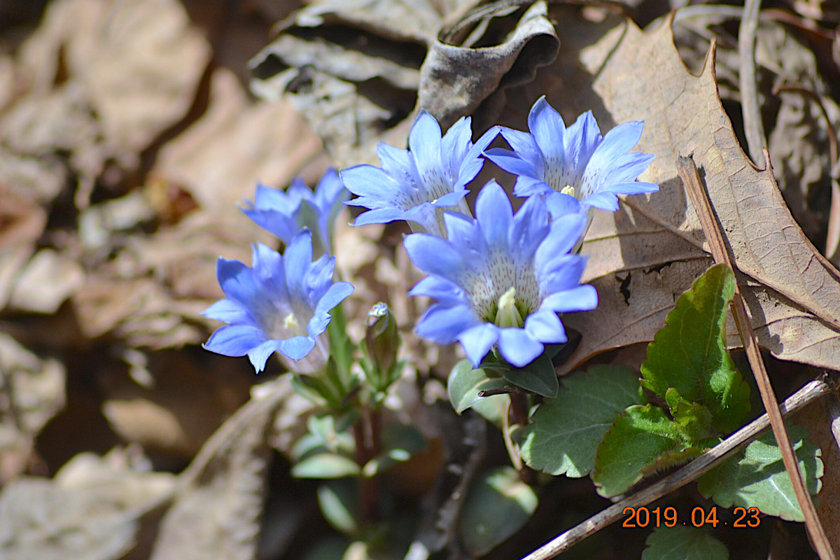 f:id:masatdm1951:20190423213233j:plain f:id:masatdm1951:20190423213233j:plain
