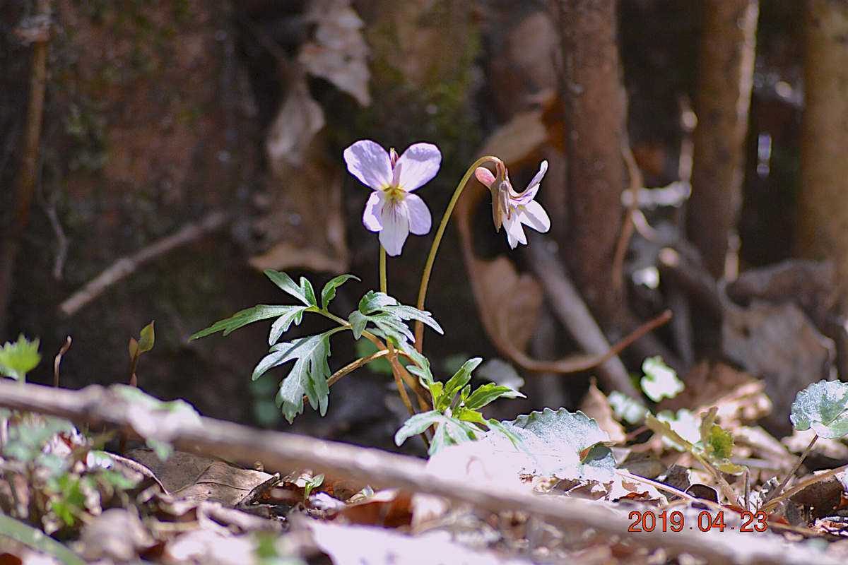 f:id:masatdm1951:20190423213656j:plain f:id:masatdm1951:20190423213656j:plain